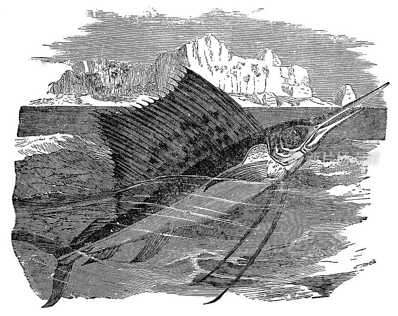 印度太平洋旗鱼(Istiophorus Platypterus) - 19世纪